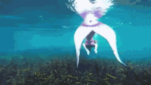 siren mermaid