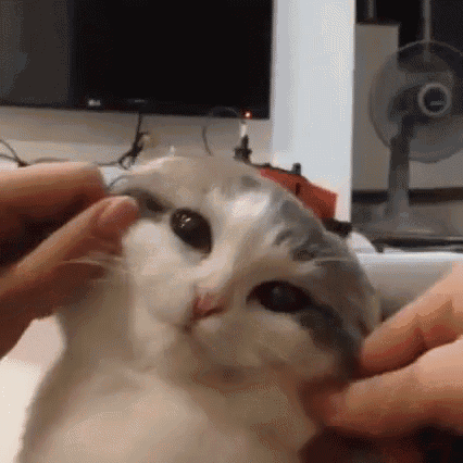 Squishy Squishy GIF - Happy Cat Pinch Cute GIFs