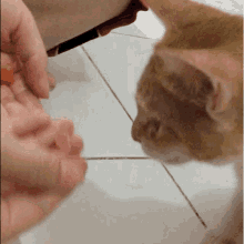 cat eating feeding feeding cat kucing kucing oren