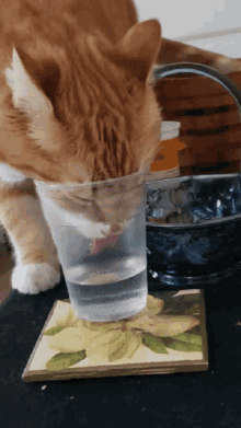 Water Cat GIF - Water Cat Cute Cat GIFs