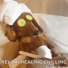 Dachshund Dog GIF - Dachshund Dog Relaxing GIFs