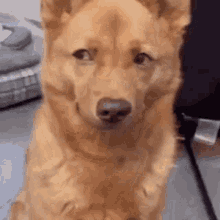 Lia Dog Curious Dog GIF - Lia Dog Curious Dog Alvinstan GIFs