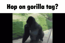 Gorilla Tag Gorilla GIF - Gorilla Tag Gorilla Spinning GIFs