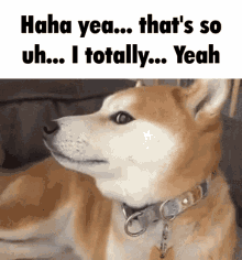 Doge Funny GIF - Doge Funny Confused GIFs