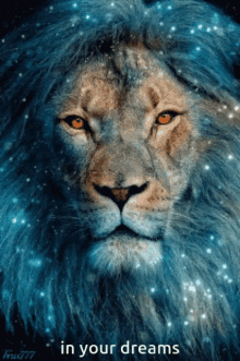 lion king lion love