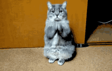 grateful appreciate thank you kitten cute grateful appreciate thank you kitten cute