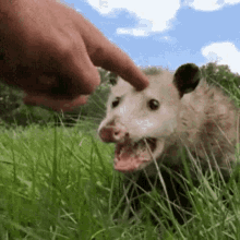 Opossum Aaaaaaa GIF - Opossum Aaaaaaa Snacks GIFs
