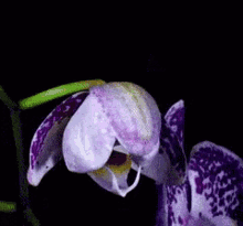 Flower Blooming GIF - Flower Blooming Orchid GIFs