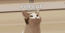 Popcat GIF - Popcat GIFs