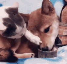 Cat Dog Cat Food GIF - Cat Dog Cat Food Dog Food GIFs