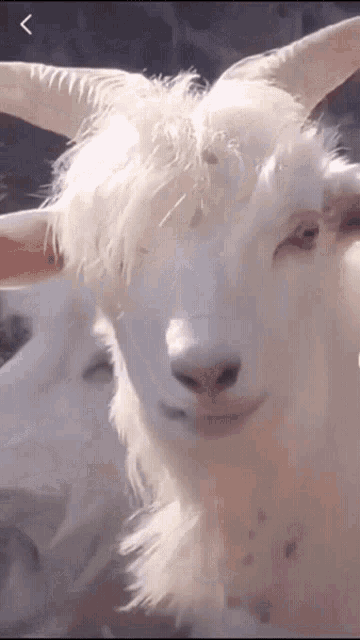 Billy Goat GIFs | Tenor