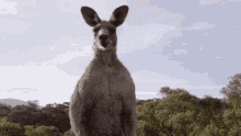 kangaroo zoo