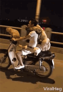 Driving Scooter GIF - Driving Scooter Cat GIFs