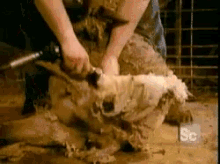 Shearing Sheep GIF - Shearing Sheep Shave GIFs