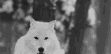 Wolf Howling GIF - Wolf Howling GIFs