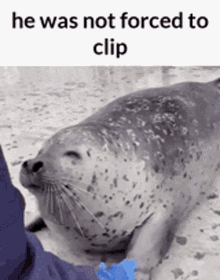 He Was Not Forced To Clip Happy Seal GIF - He Was Not Forced To Clip Happy Seal Lets Fucking Go GIFs