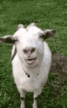 Goat Tongue GIF - Goat Tongue Lick GIFs