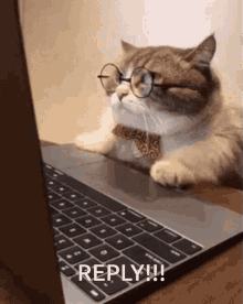 Angrycat Reply GIF - Angrycat Reply GIFs