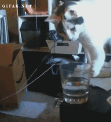Cat Destroy GIF - Cat Destroy Bounce GIFs
