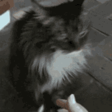 Deal Approved GIF - Deal Approved Cat GIFs
