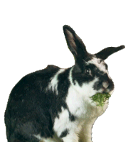Chew Peter Rabbit Sticker - Chew Peter Rabbit Peter Rabbit2 Stickers