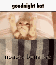 Noapte Buna Kat Alesia GIF - Noapte Buna Kat Alesia Jimtown GIFs