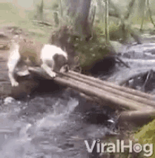 dog check