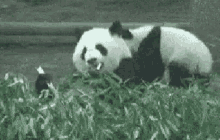 Panda Hungry GIF - Panda Hungry Dont Mess With My Food GIFs