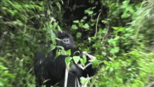 Gorilla Stare GIF - Gorilla Stare Serious GIFs