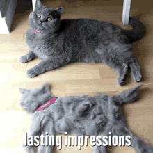 cats funnygifs animalcapers omg meow