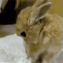 Bunny Sniff - Sniff GIF - Sniff Bunny Cute GIFs