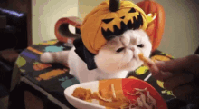 halloween cats lunch funny animal pumpkin