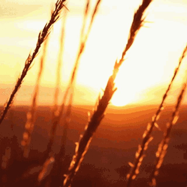 sunset-nature.gif
