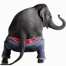 हाथी जींस GIF - हाथी जींस डान्स GIFs