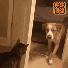 Cat Dog GIF - Cat Dog Go Out GIFs