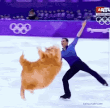ice cat olympic cat