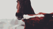 Horse Kiss GIF - Horse Kiss Horses GIFs