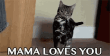 Mama Cat Mother Cat GIF - Mama Cat Mother Cat Cat GIFs
