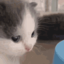 Cute Cat Saneking GIF - Cute Cat Saneking GIFs