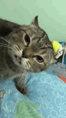 Kedi Bune GIF - Kedi Bune Nasıl Kedi GIFs