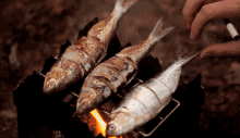 Fish Grill GIF - Fish Grill Cooking GIFs