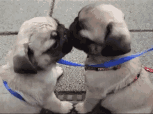 Puppy Day GIF - Puppy Day Kisses Flirty GIFs