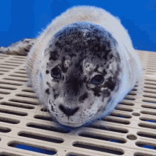 Wait What Marine Mammal Rescue GIF - Wait What Marine Mammal Rescue Baby Seal GIFs