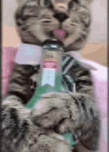 Cat Drink GIF - Cat Drink Cute GIFs