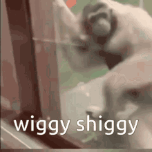 Shiggy Wiggy Gibbon GIF - Shiggy Wiggy Gibbon Silly GIFs