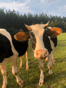 Cow Kisses GIF - Cow Kisses Nanana GIFs