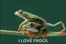 Frog Hug GIF - Frog Hug Love GIFs