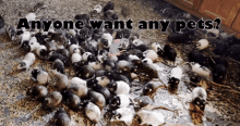 Forestmonkey429 Rats GIF - Forestmonkey429 Rats Oh Rats GIFs