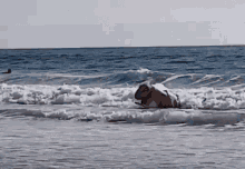 trex surfing world surf league bail wipe out trex surfing world surf league bail wipe out