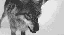 Wolf Angry GIF - Wolf Angry Snarl GIFs
